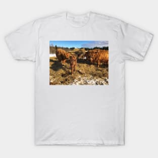 Scottish Highland Cattle Cow and Calves 1721 T-Shirt